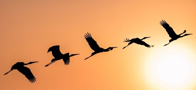 Panoramic Silhouette of Painted Stork flying against the setting Sun